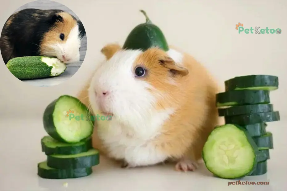 Can Guinea Pigs Eat Cucumbers? A Safe Treat Guide - Petketoo
